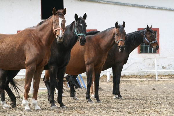 Pura Rheinberg, Baá, Doule Millenium, Comte